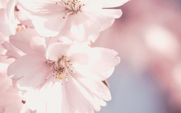 Cherry Blossoms Christian Motivational Scripture Instagram Story - 1